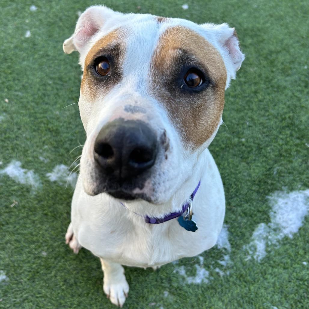 Enlarge Daisy Mae - in foster!, a Adoptable Pit Bull Terrier in Flagstaff, AZ image 5/6