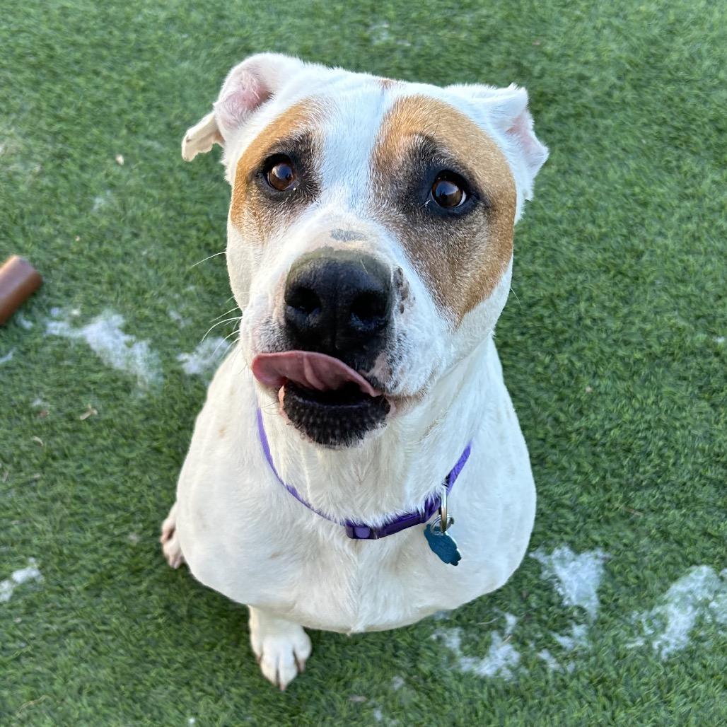 Enlarge Daisy Mae - in foster!, a Adoptable Pit Bull Terrier in Flagstaff, AZ image 6/6