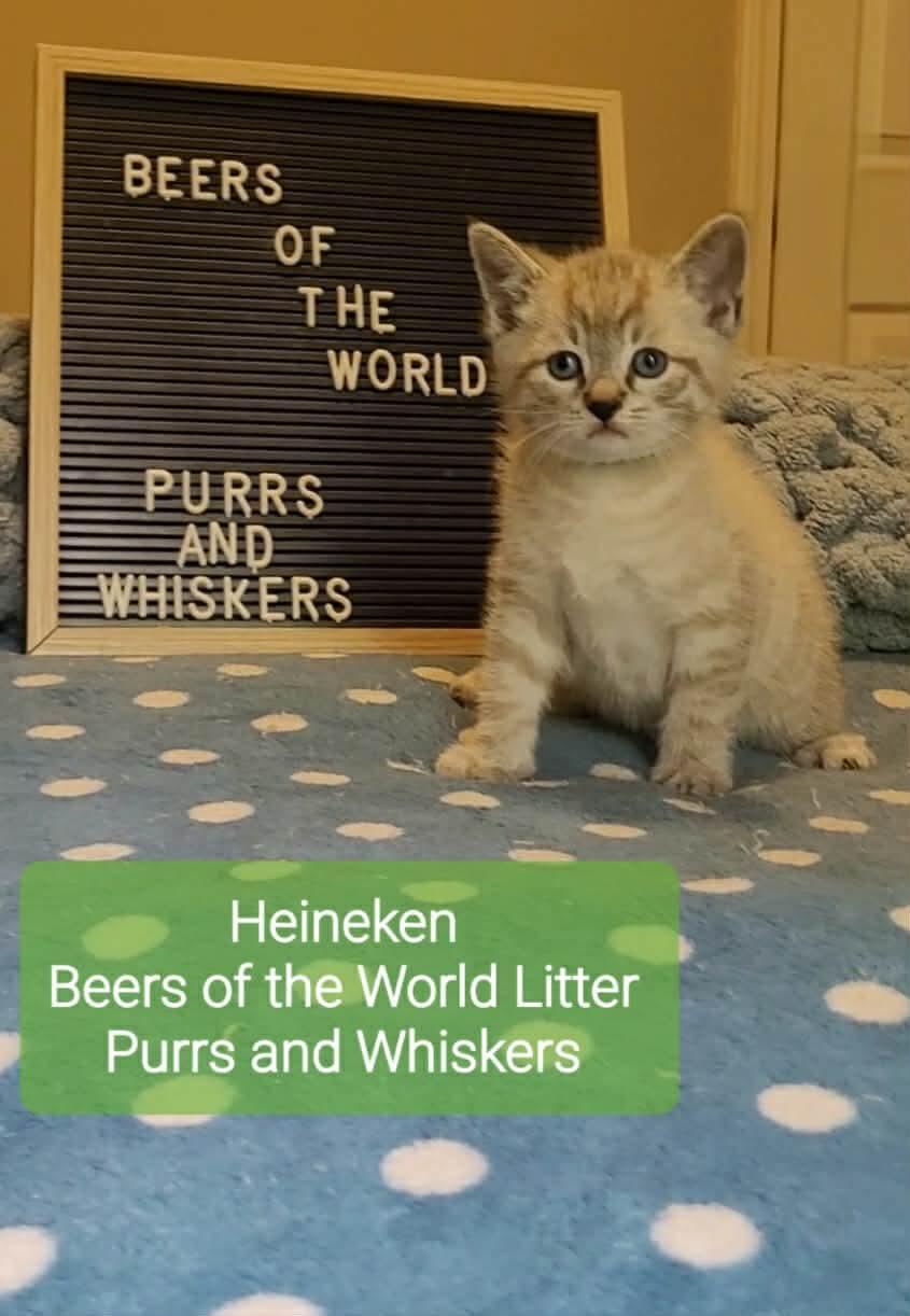 Heineken, adoptable, Kitten Male Domestic Short Hair.