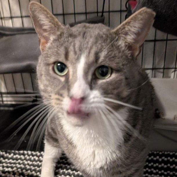 Enlarge Big Boy (17 lbs of love!), a Adoptable American Shorthair in Pikesville, MD image 1/3