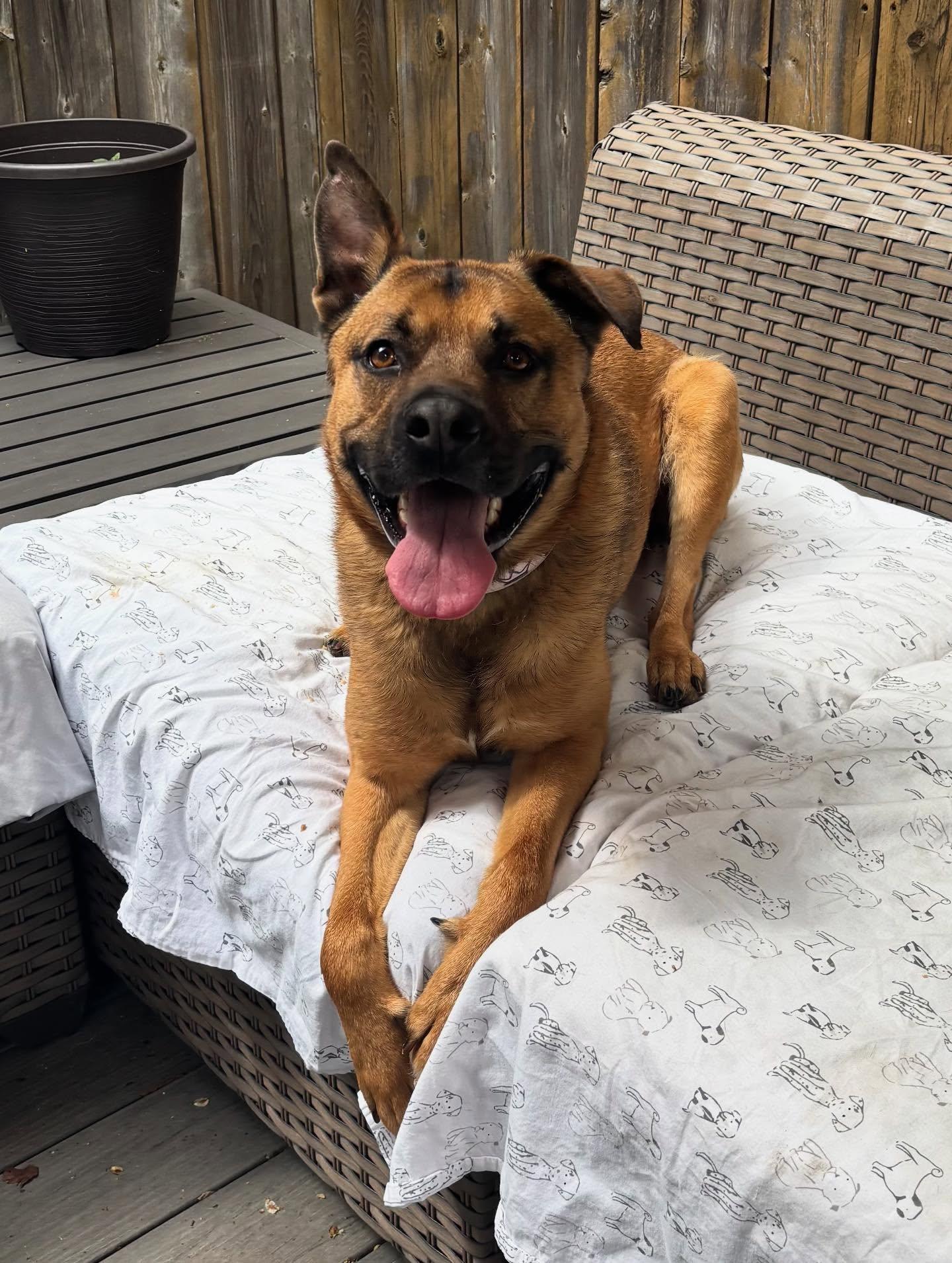 Bob Ross thumbnail 6