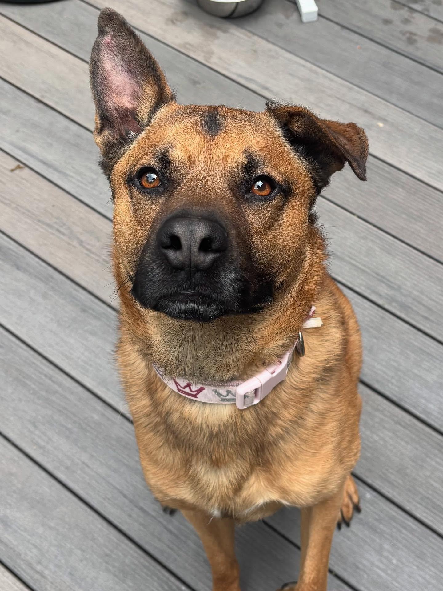 Bob Ross thumbnail 4