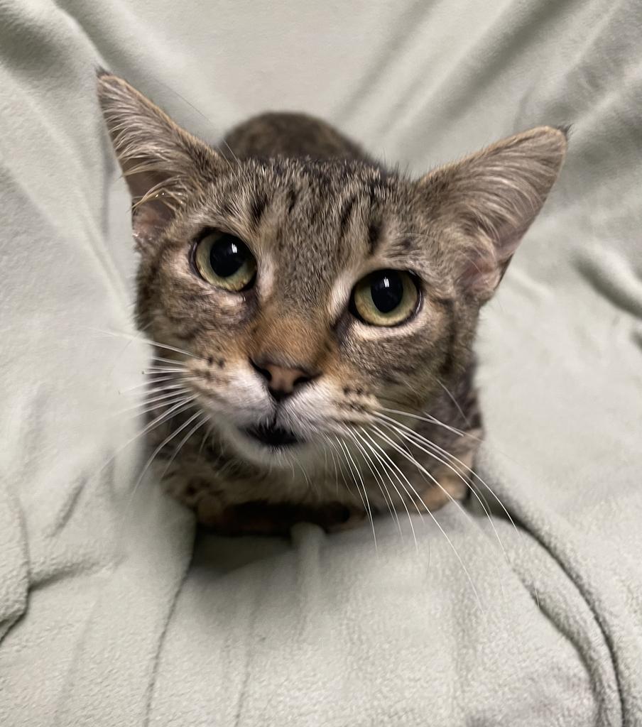 Tripp, ADOPTABLE, Young Male Domestic Short Hair.