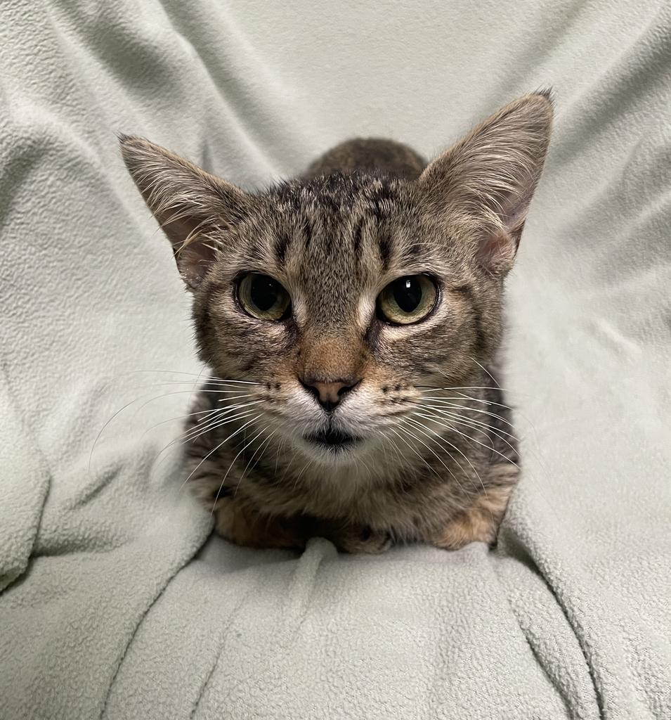 Tripp, a ADOPTABLE Domestic Short Hair in Jackson, MI image 4/5