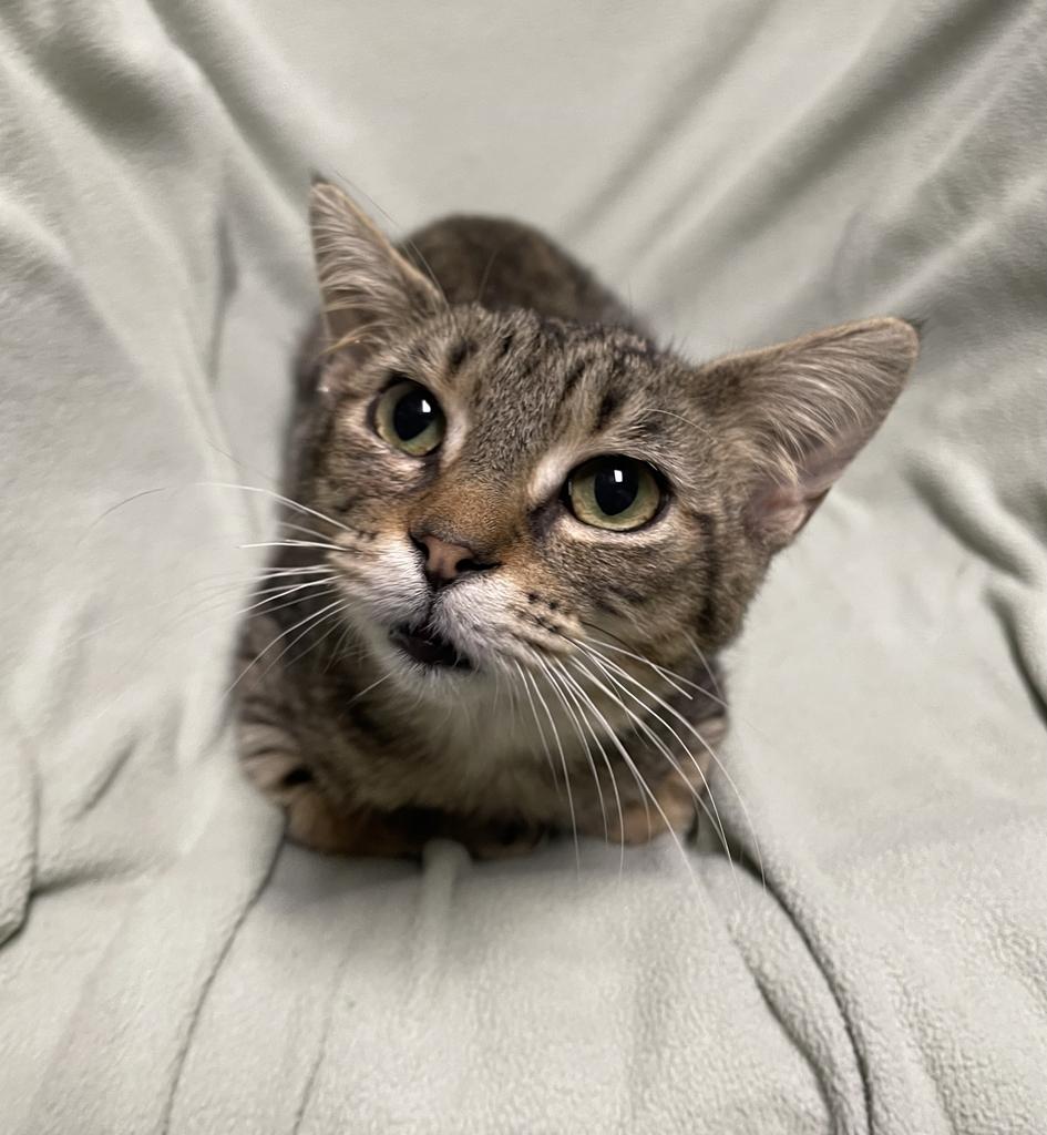 Tripp, a ADOPTABLE Domestic Short Hair in Jackson, MI image 2/5
