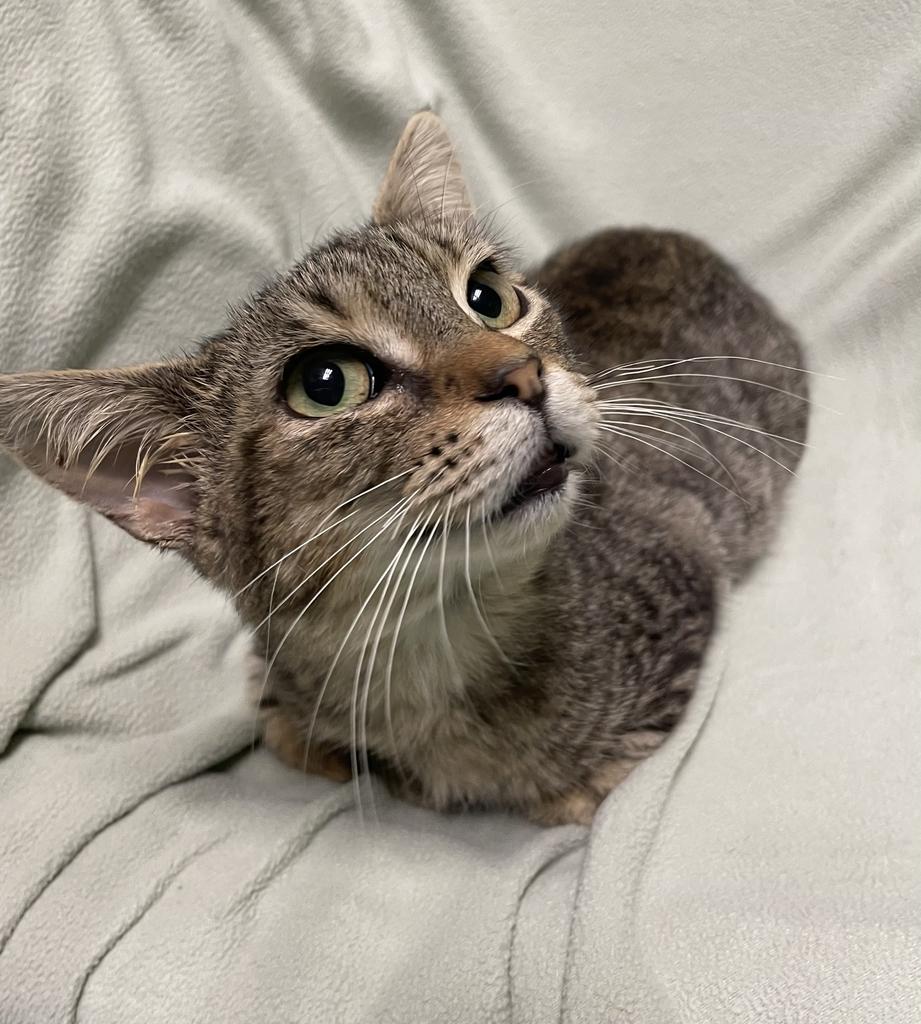 Tripp, a ADOPTABLE Domestic Short Hair in Jackson, MI image 5/5