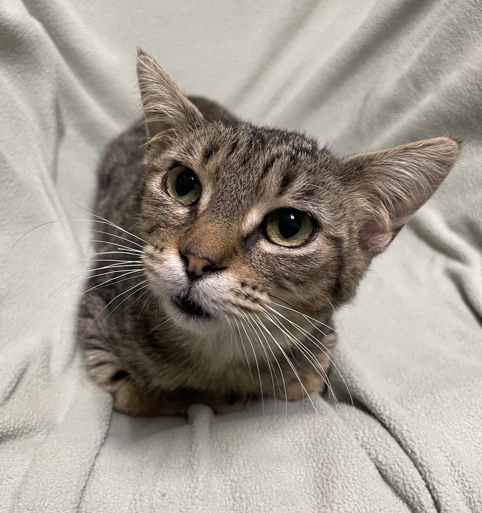 Tripp, a ADOPTABLE Domestic Short Hair in Jackson, MI image 3/5