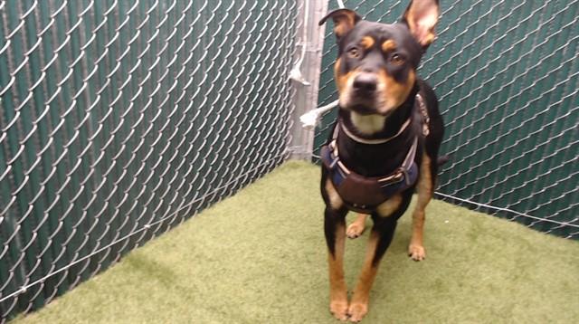 Enlarge SCOOBY, a Adoptable mixed breed in Downey, CA image 1/1