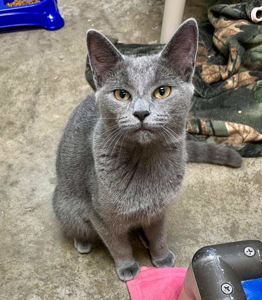 Cotton Candy, Adoptable, Young Female Domestic Short Hair.