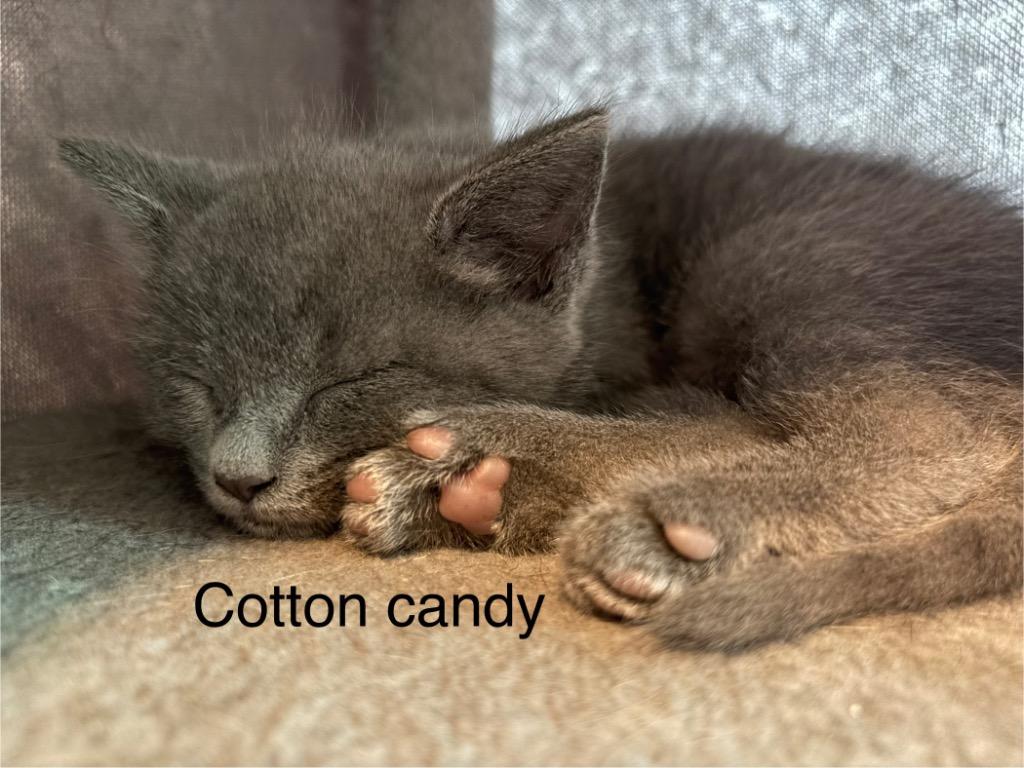 Enlarge Cotton Candy, a Adoptable mixed breed in Clinton, SC image 2/4