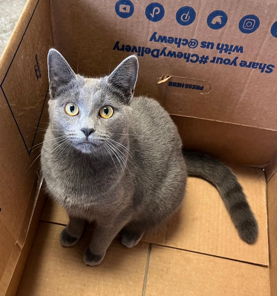 Enlarge Cotton Candy, a Adoptable mixed breed in Clinton, SC image 3/4