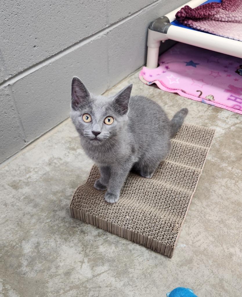 Enlarge Cotton Candy, a Adoptable mixed breed in Clinton, SC image 4/4
