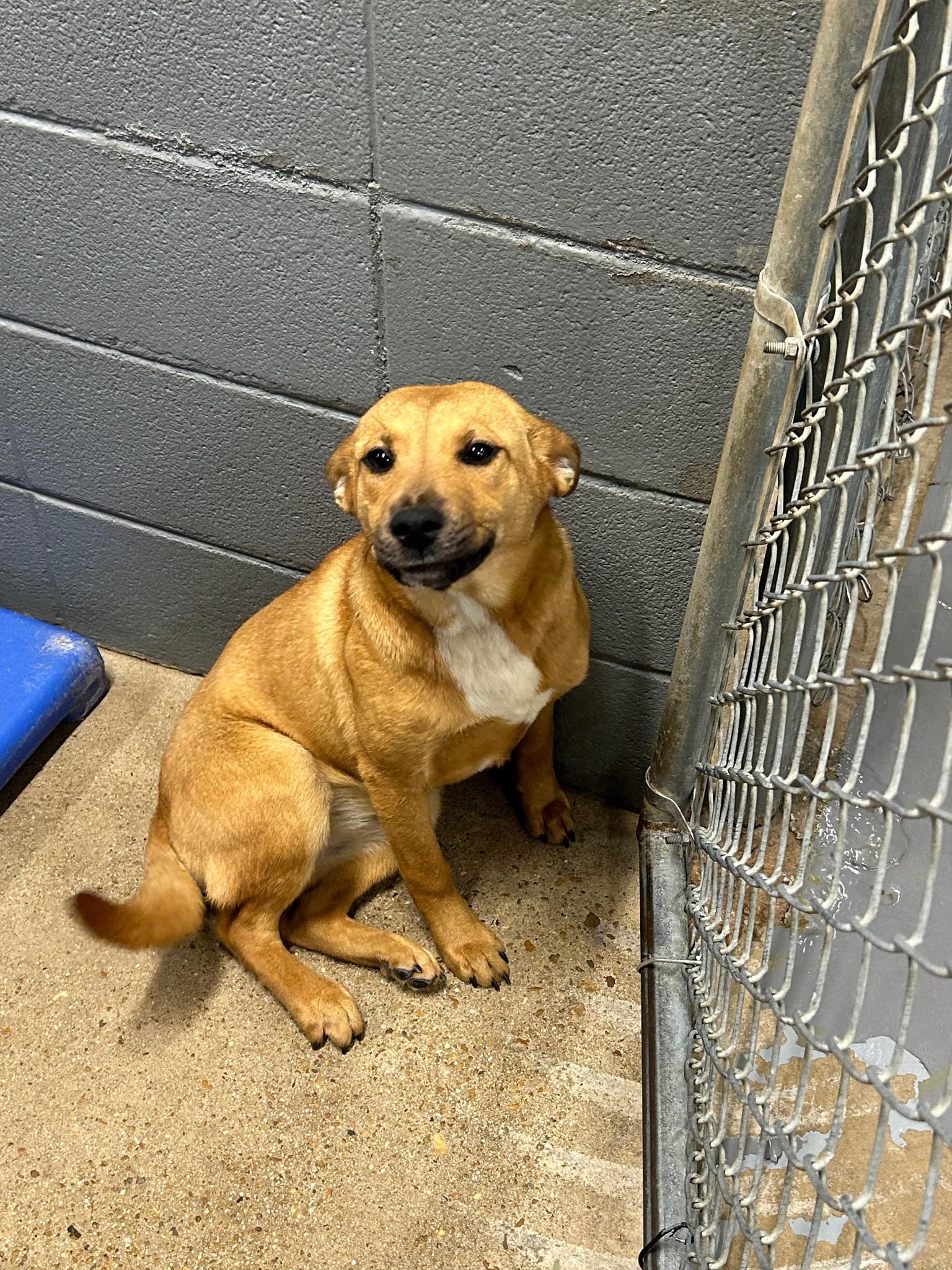 Willa #887, ADOPTABLE, Adult Female Black Mouth Cur.