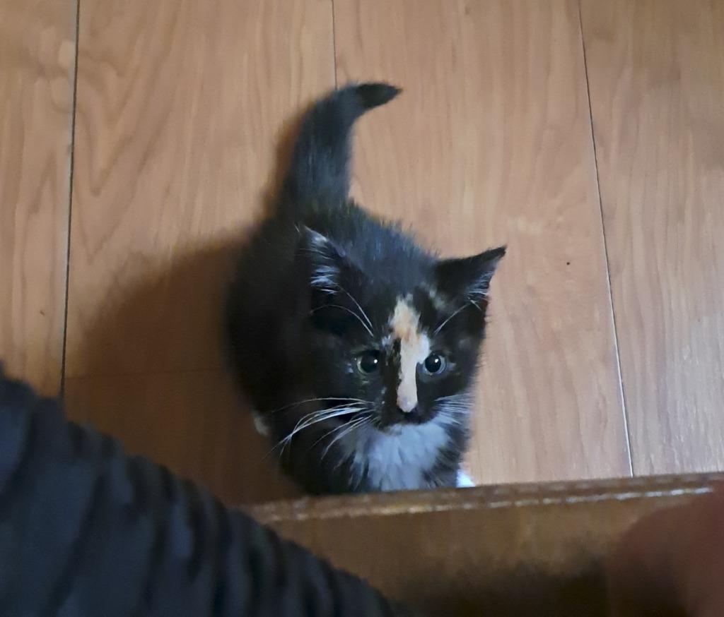 Gabriela, Adoptable, Kitten Female Domestic Short Hair.