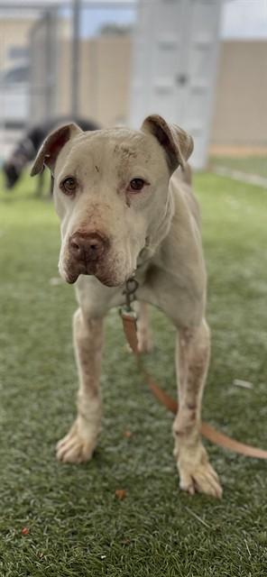Enlarge SIMBA, a Adoptable Pit Bull Terrier in Downey, CA image 1/1