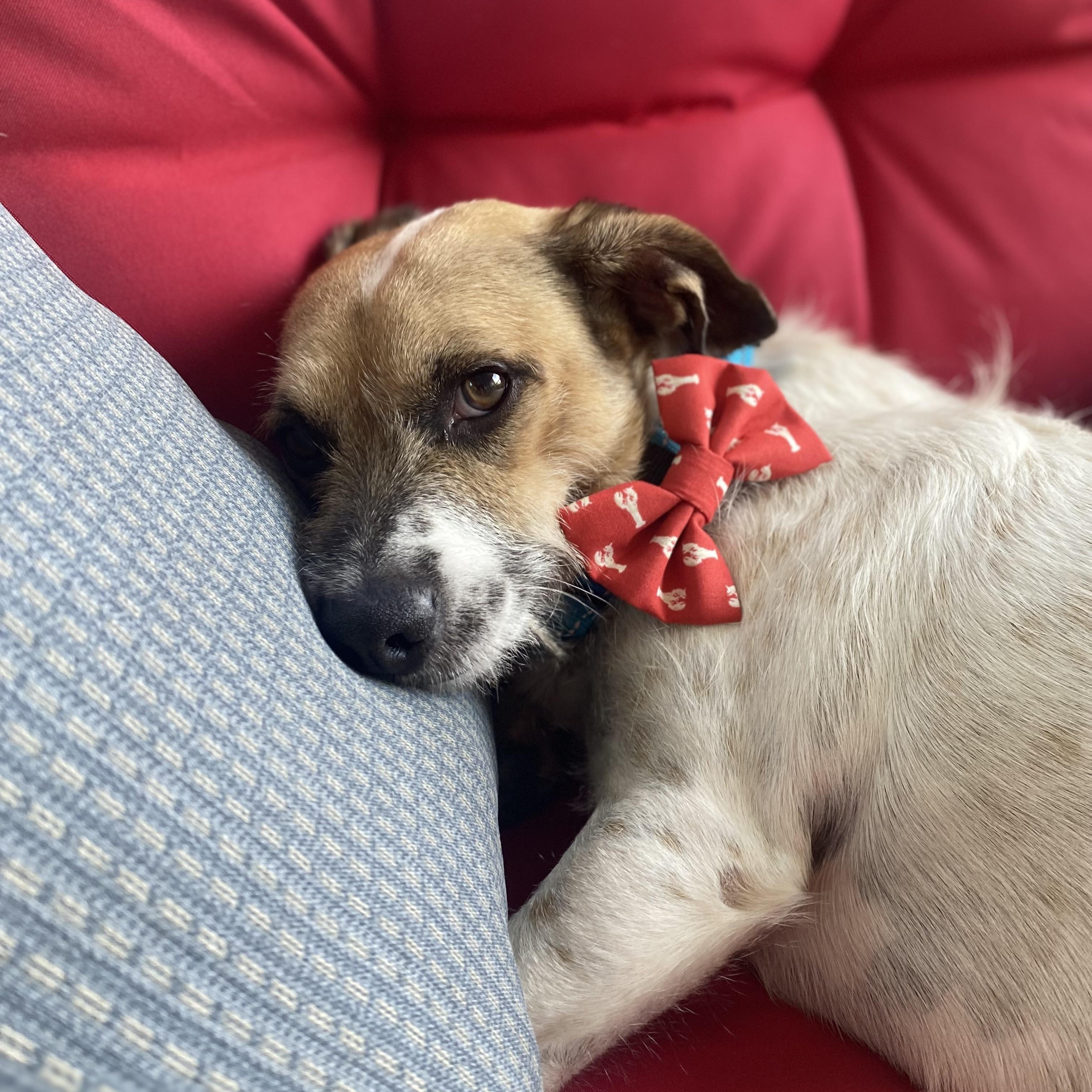 Howard (aka “Howie”), Adoptable, Adult Male Jack Russell Terrier.