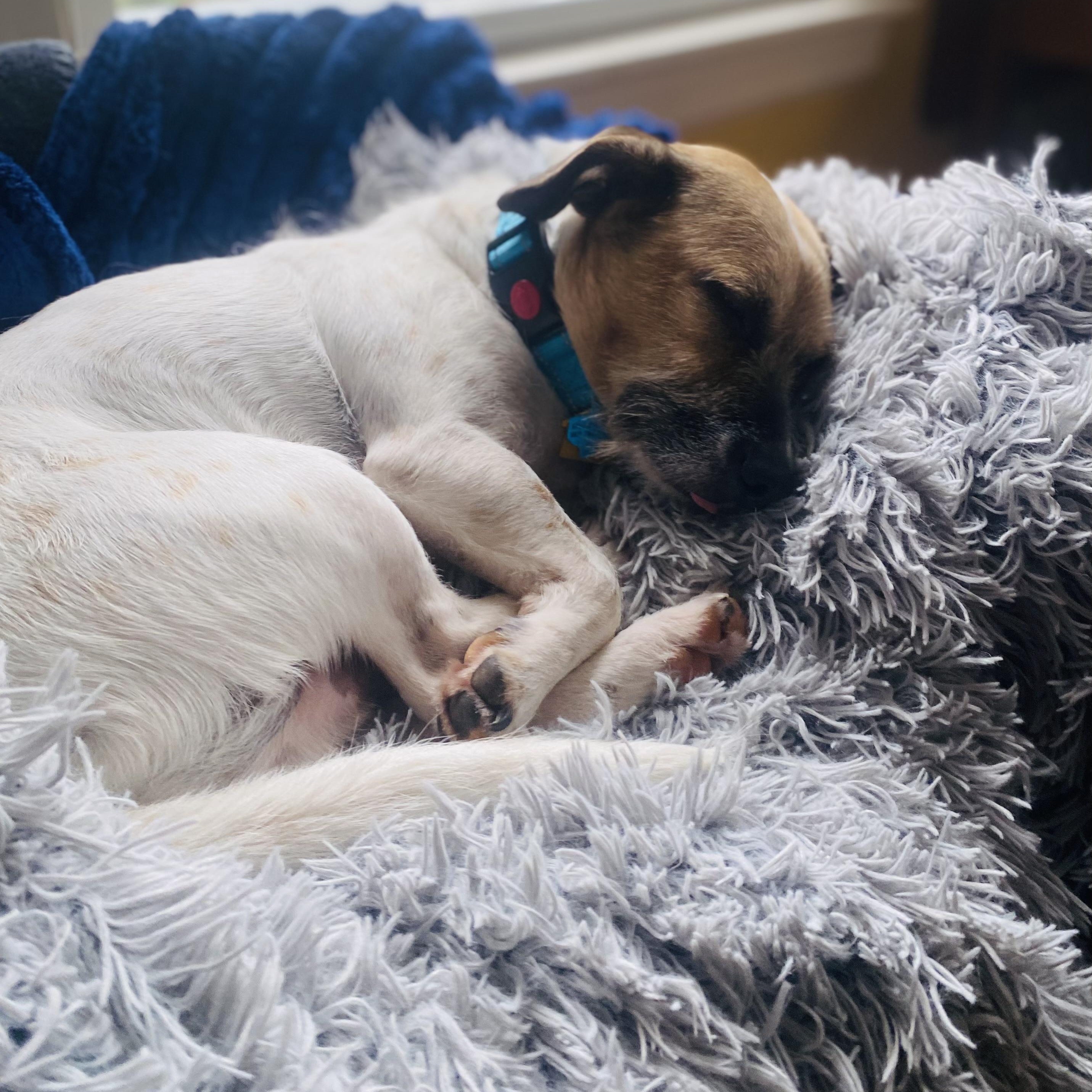 Enlarge Howard (aka “Howie”), a Adoptable mixed breed in Portland, ME image 3/6