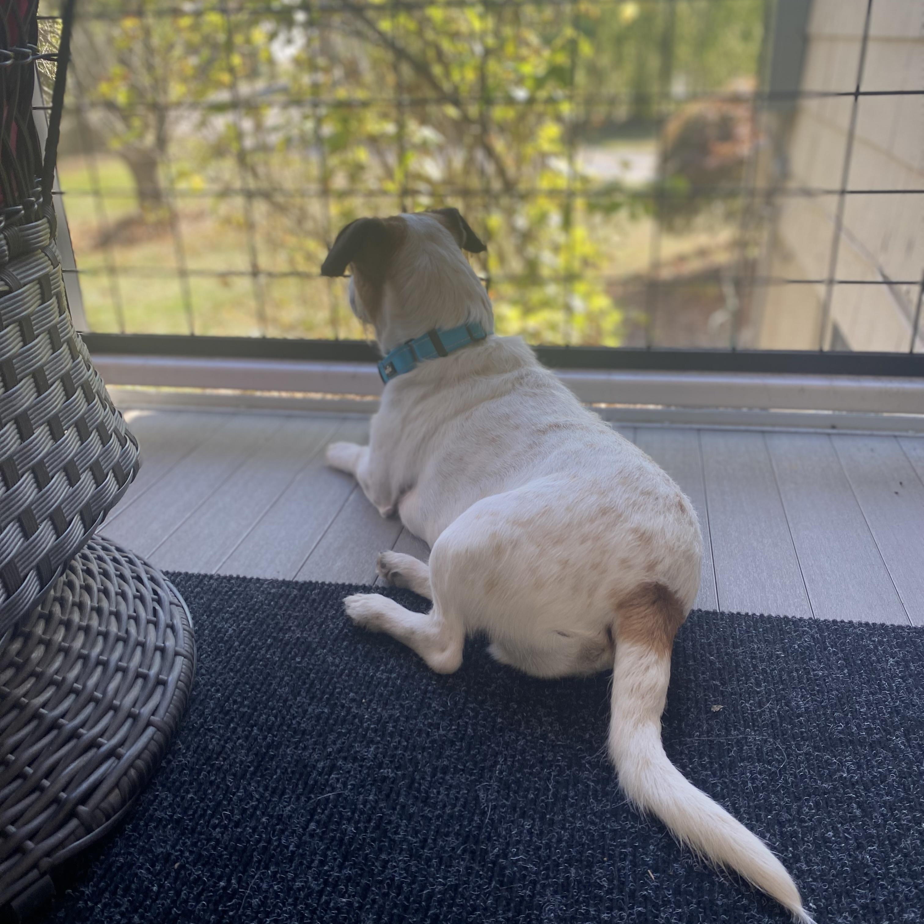 Enlarge Howard (aka “Howie”), a Adoptable mixed breed in Portland, ME image 4/6