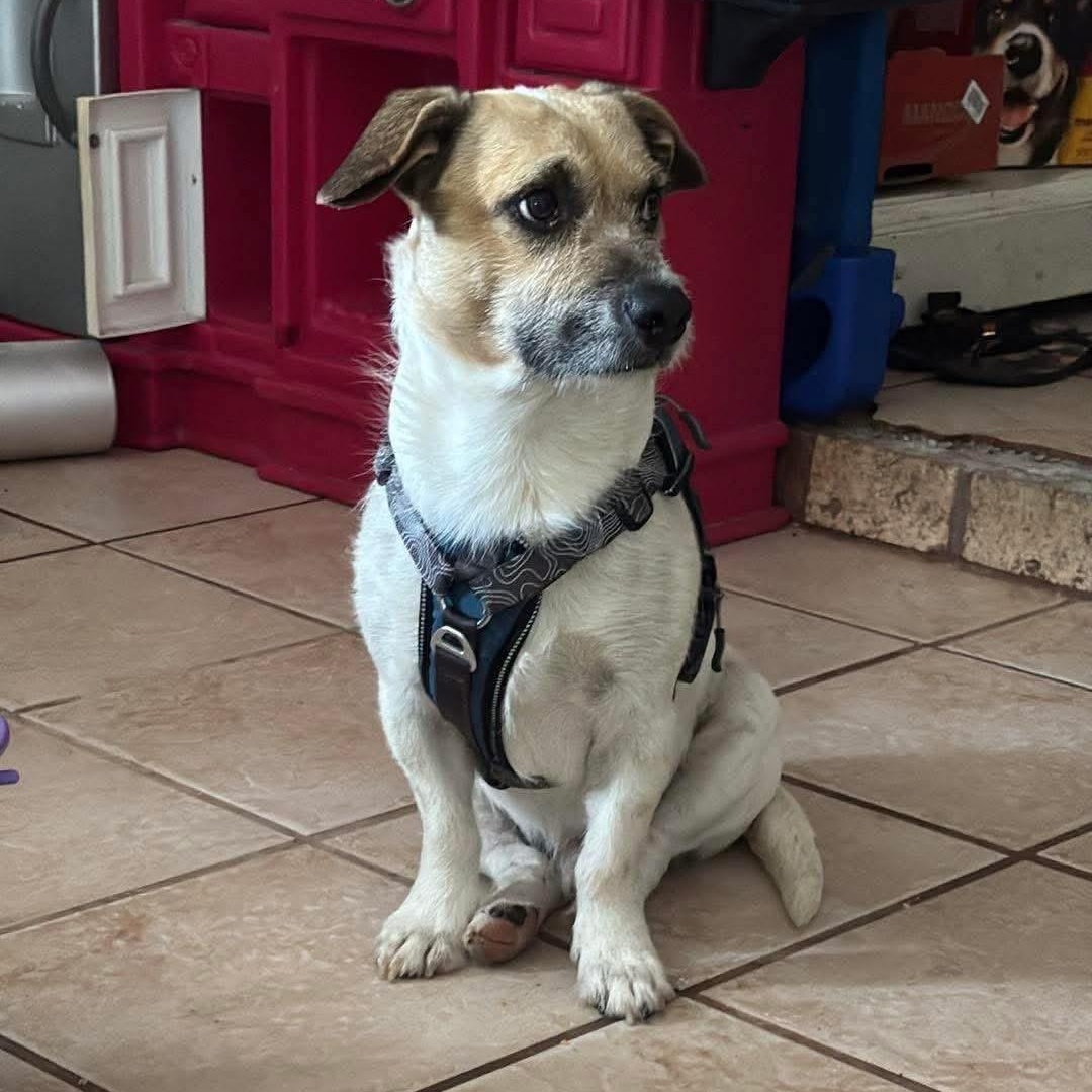 Enlarge Howard (aka “Howie”), a Adoptable mixed breed in Portland, ME image 5/6