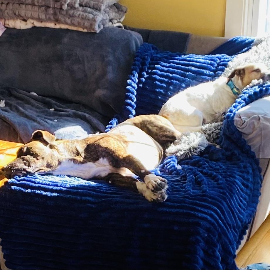 Enlarge Howard (aka “Howie”), a Adoptable mixed breed in Portland, ME image 6/6