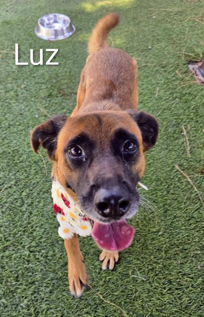 LUZ, Adoptable, Adult Female German Shepherd Dog & Mixed Breed.