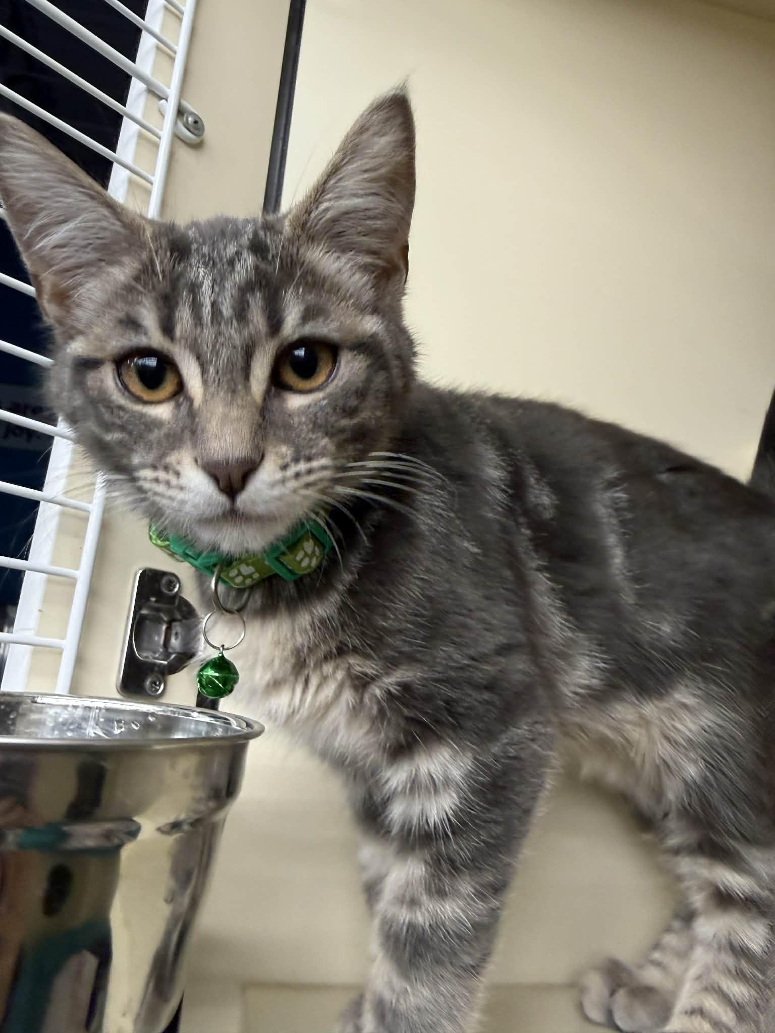 Al, ADOPTABLE, Kitten Male Maine Coon & Tabby.