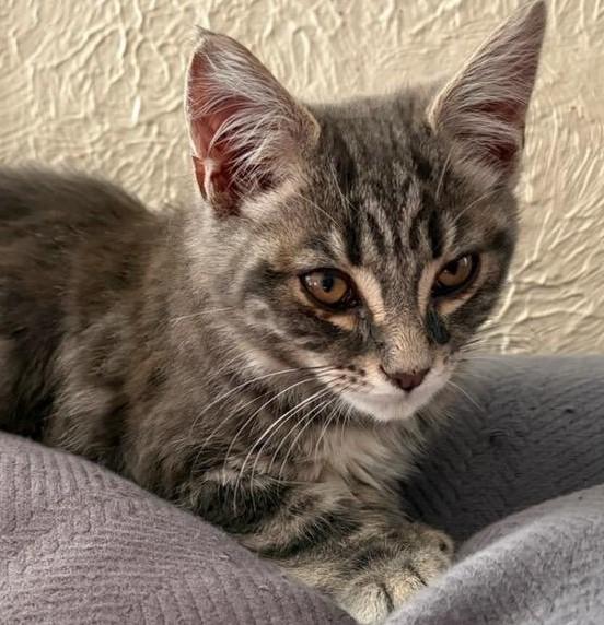 Enlarge Al, a ADOPTABLE mixed breed in Beckley, WV image 2/2