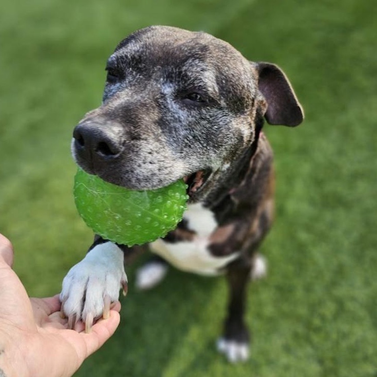 Daphne — thumbnail 5