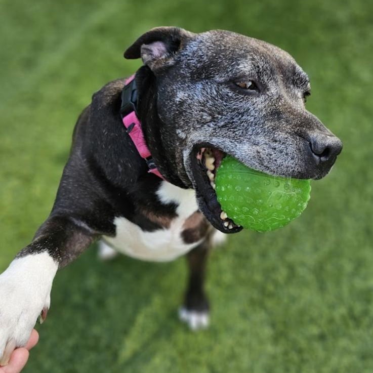 Daphne — thumbnail 6