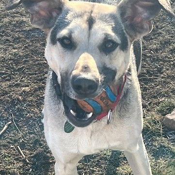 Sophie, a Adoptable Shepherd in Alturas, CA image 1/2