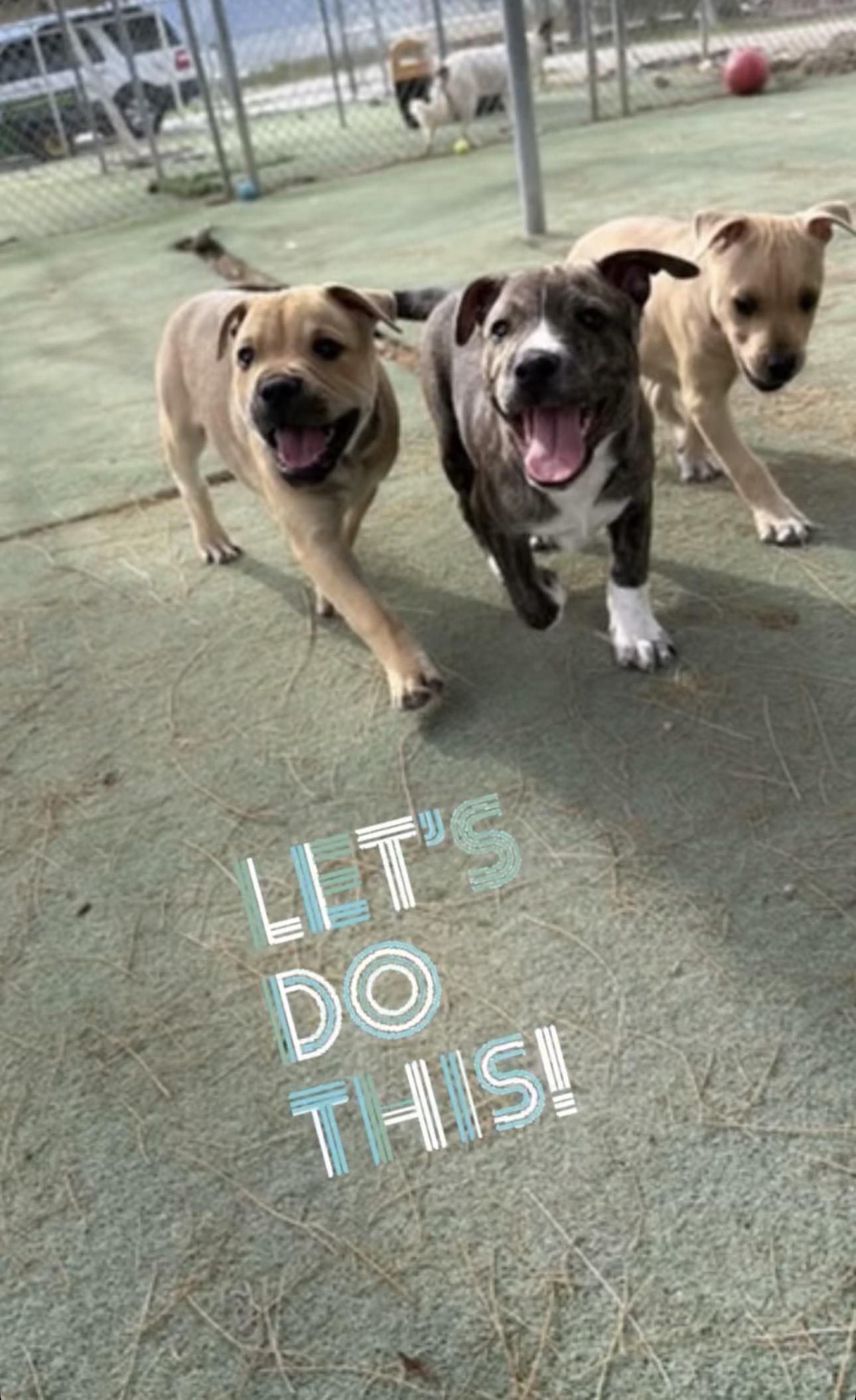 Enlarge Vincent, a ADOPTABLE Pit Bull Terrier in Ferndale, WA image 3/6