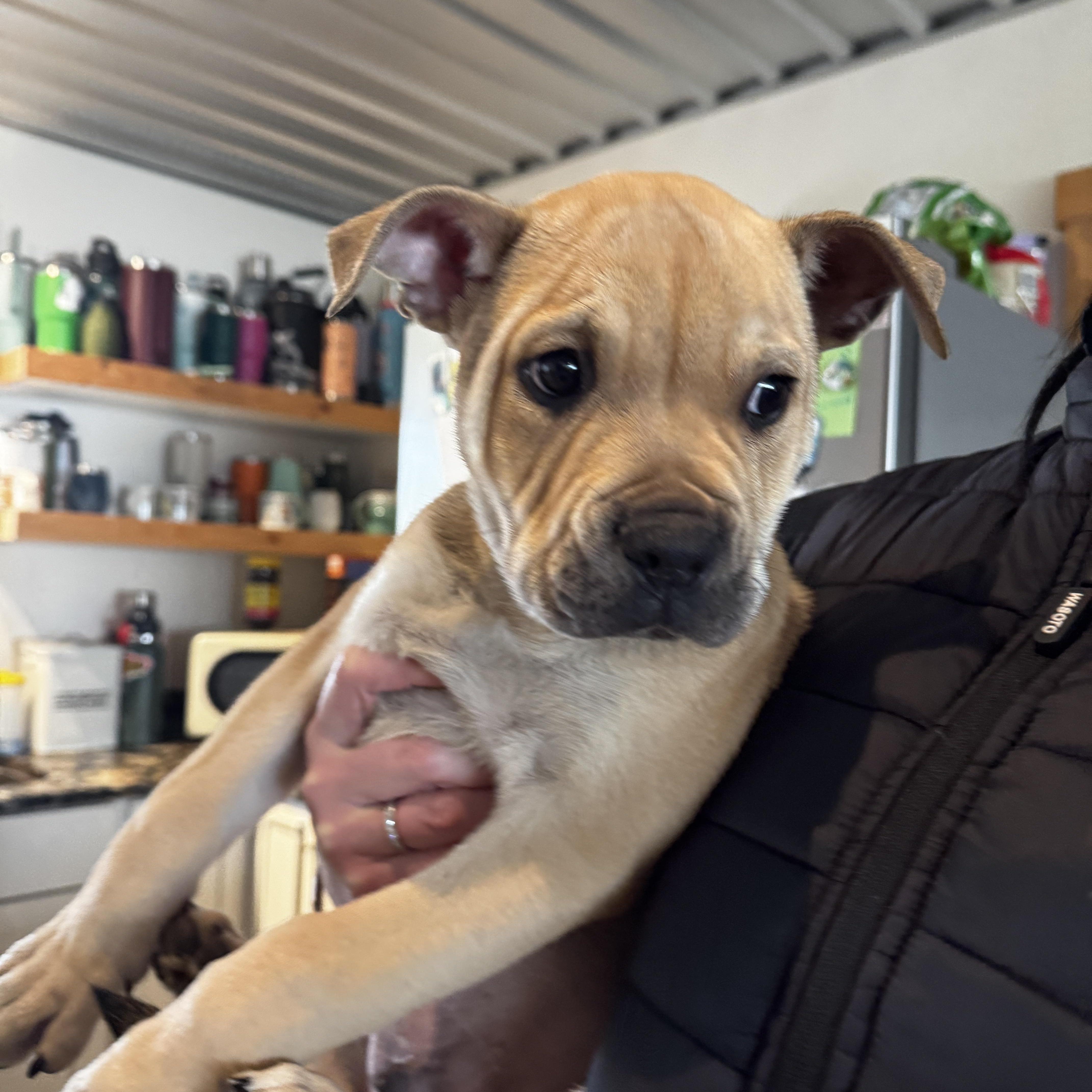 Enlarge Vincent, an adopted Pit Bull Terrier in Ferndale, WA image 2/6