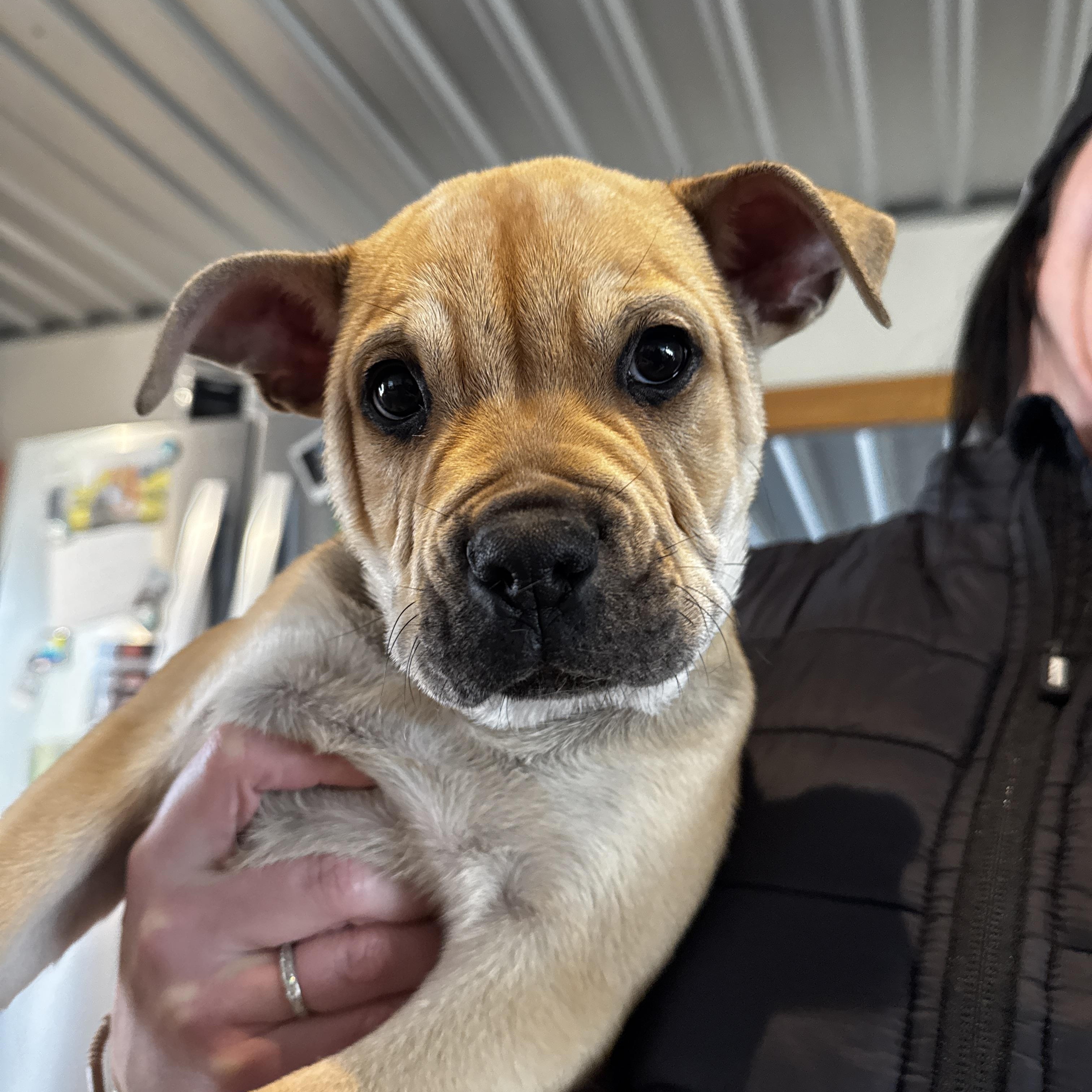 Enlarge Vincent, an adopted Pit Bull Terrier in Ferndale, WA image 4/6