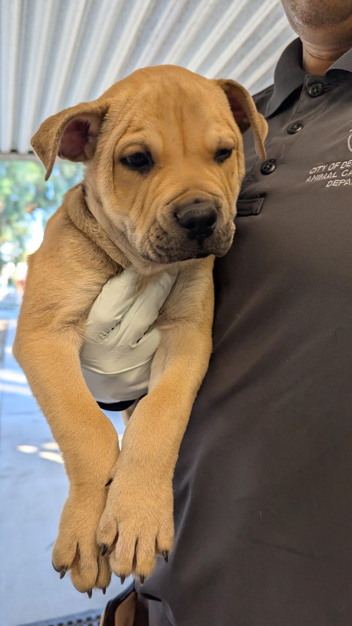 Enlarge Vincent, a ADOPTABLE Pit Bull Terrier in Ferndale, WA image 1/6