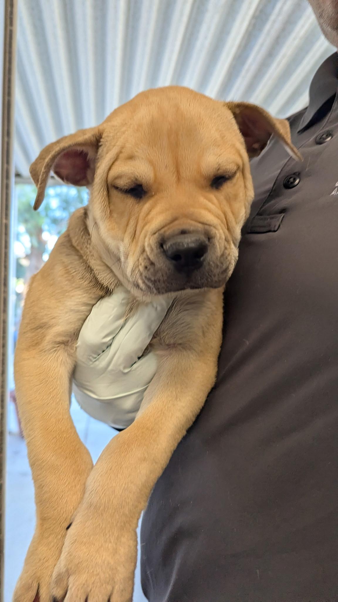 Enlarge Vincent, a ADOPTABLE Pit Bull Terrier in Ferndale, WA image 2/6