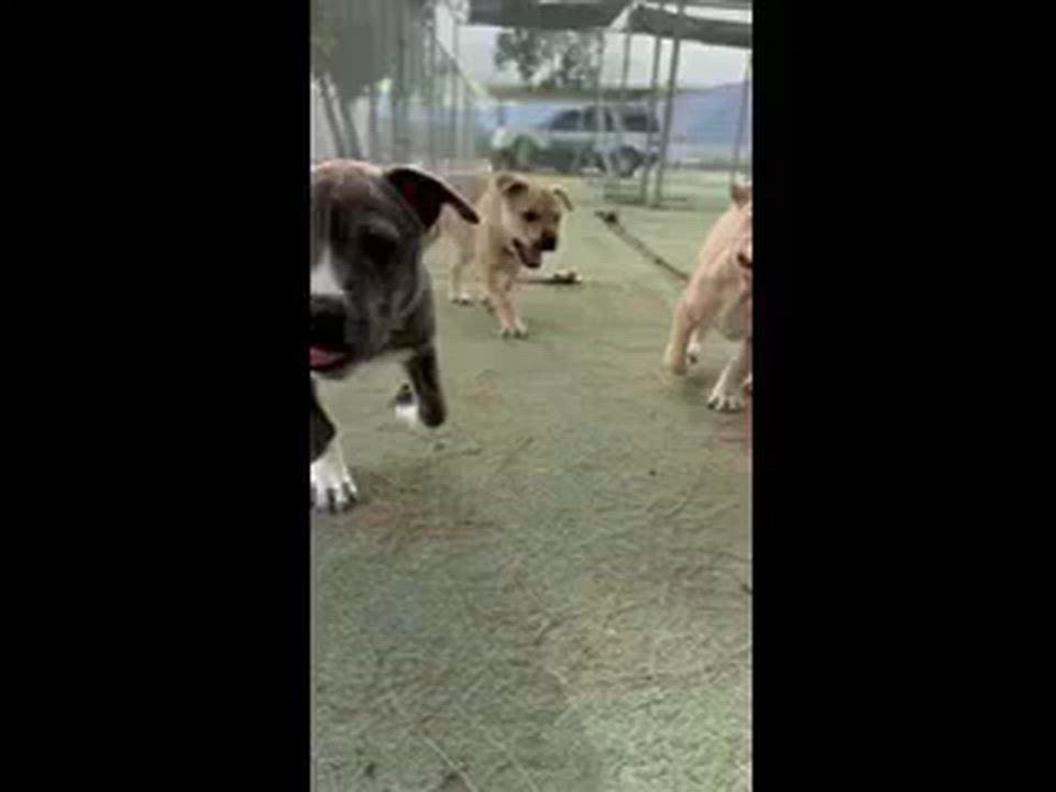 Enlarge Vincent, a ADOPTABLE Pit Bull Terrier in Ferndale, WA video 6/6