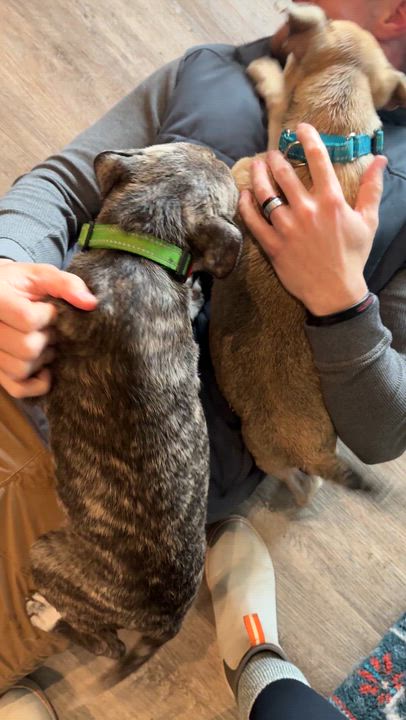 Enlarge Vincent, an adopted Pit Bull Terrier in Ferndale, WA video 6/6