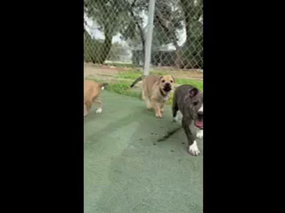 Enlarge Vincent, a ADOPTABLE Pit Bull Terrier in Ferndale, WA video 5/6