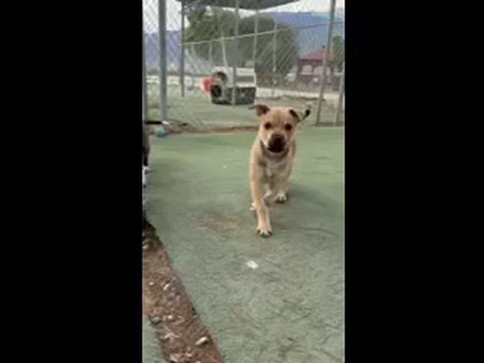 Enlarge Vincent, a ADOPTABLE Pit Bull Terrier in Ferndale, WA video 4/6