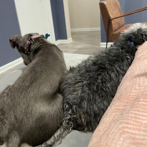 Enlarge Niven, a Adoptable Mixed Breed in Chicago, IL image 1/6