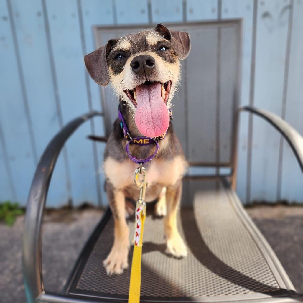 Enlarge Niven, a Adoptable Mixed Breed in Chicago, IL image 2/6