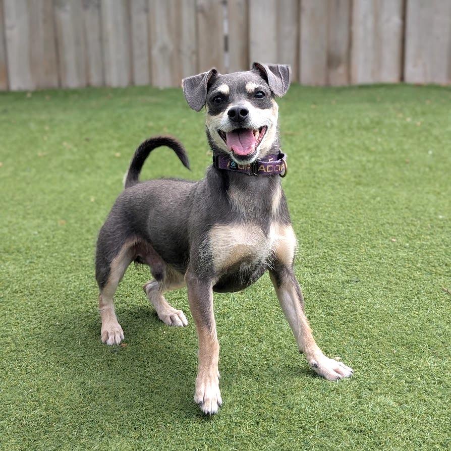 Enlarge Niven, a Adoptable Mixed Breed in Chicago, IL image 3/6