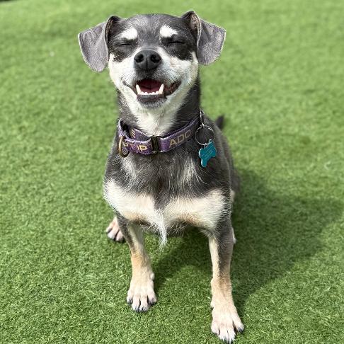 Enlarge Nivilicious, a Adoptable Miniature Pinscher in Chicago, IL image 3/6