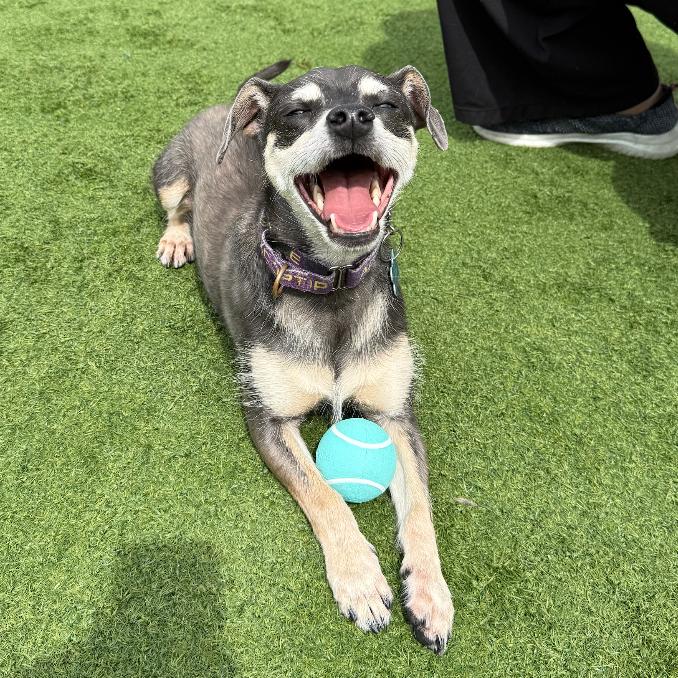 Niven, a Adoptable Miniature Pinscher in Chicago, IL image 3/6