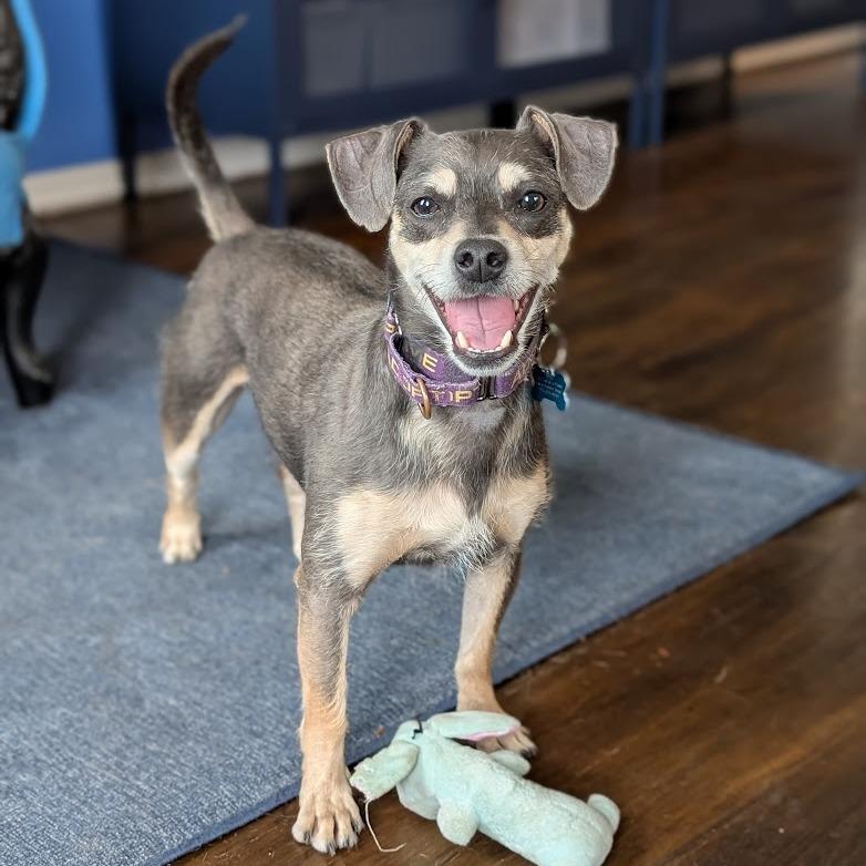 Enlarge Niven, a Adoptable Mixed Breed in Chicago, IL image 3/6