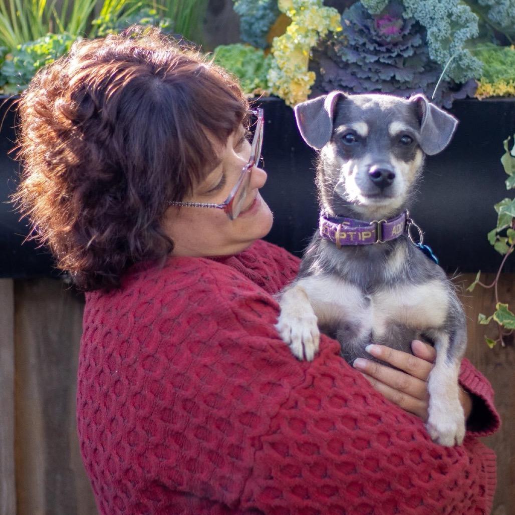 Enlarge Niven, a Adoptable Mixed Breed in Chicago, IL image 4/6