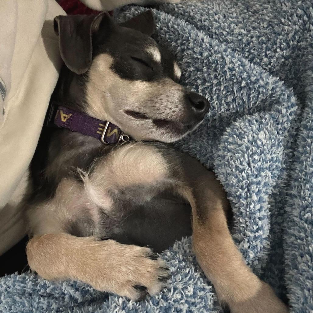 Enlarge Niven, a Adoptable Mixed Breed in Chicago, IL image 5/6