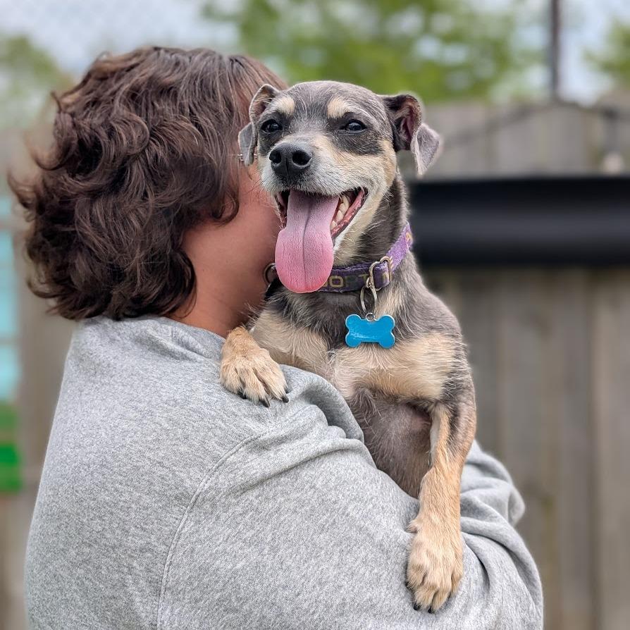Enlarge Niven, a Adoptable Mixed Breed in Chicago, IL image 5/6