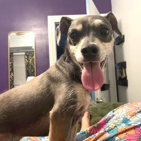 Enlarge Niven, a Adoptable Mixed Breed in Chicago, IL image 6/6