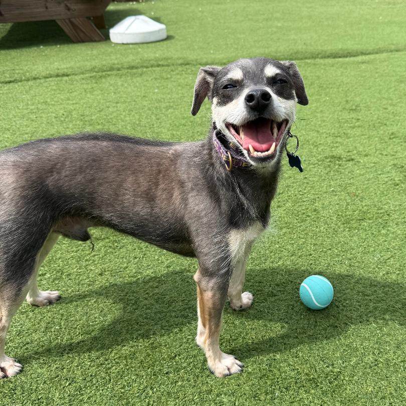 Enlarge Niven, a Adoptable Mixed Breed in Chicago, IL image 6/6